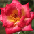 Žuta - crvena - Floribunda-grandiflora ruža  - Dick Clark